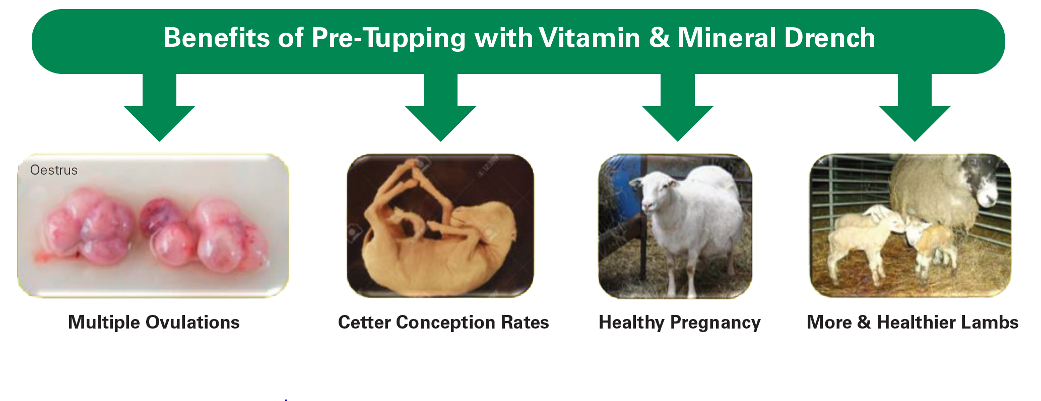 Supplementation Pretupping